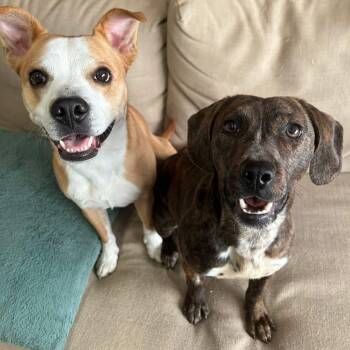 Plott Hound Dogs Available for Adoption - Jeanette | PetCurious