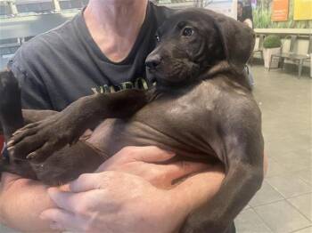 Labrador Retriever Dogs Available for Adoption in San Antonio, Texas - MARTINA | PetCurious