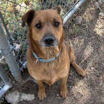 Hope - Butler Campus -  Retriever Dog for Adoption in Flagstaff, Arizona - Hope - Butler Campus | PetCurious