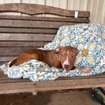 Louie -  Mixed Breed Dog for Adoption in Buffalo, Minnesota - Louie | PetCurious