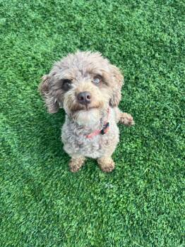 Theo -  Poodle Dog for Adoption in Delson, Quebec - Theo | PetCurious