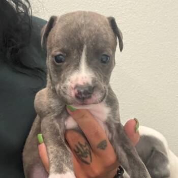 Nutmeg -  Mixed Breed Dog for Adoption in Bentonville, Arkansas - Nutmeg | PetCurious