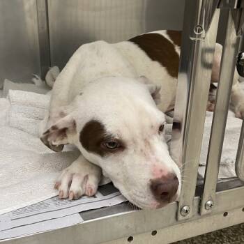 Rescue Mixed Breed Dogs for Adoption in Auburn, Alabama - Slippy | PetCurious