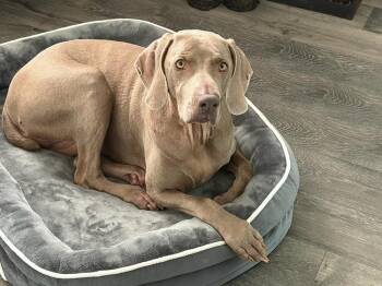 Molly SA -  Weimaraner Dog for Adoption in Dallas, Texas - Molly SA | PetCurious
