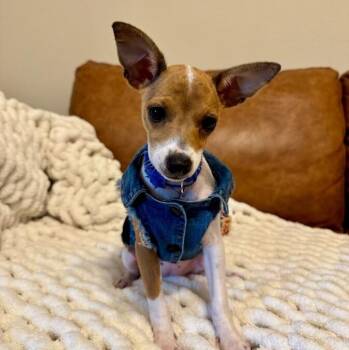 Pixie Polly Pocket -  Chihuahua and Rat Terrier Dog for Adoption in Friendswood, Texas - Pixie Polly Pocket | PetCurious