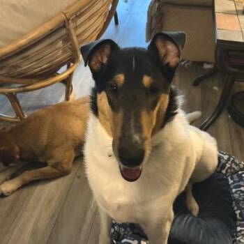 Odin -  Smooth Collie Dog for Adoption in Chaska, Minnesota - Odin | PetCurious