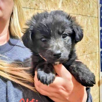 Alfie (20261018-05) -  Labrador Retriever Dog for Adoption in Niagara Falls, Ontario - Alfie (20261018-05) | PetCurious