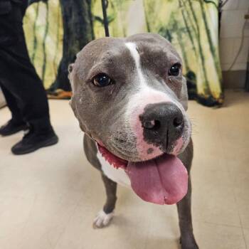Pit Bull Terrier Dogs Available for Adoption - Tipper | PetCurious