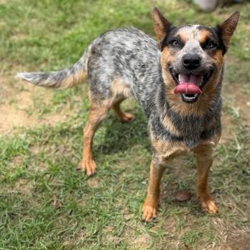 Emilia -  Australian Cattle Dog Blue Heeler Dog for Adoption - Emilia | PetCurious