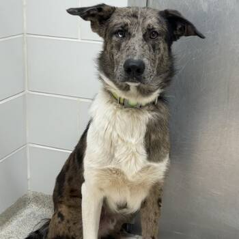 Rescue Catahoula Leopard Dog and Shepherd Dogs for Adoption in Gloucester, Virginia - Ca$h Money | PetCurious