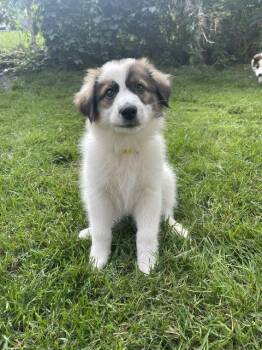 **KINDLE** -  Australian Shepherd and Great Pyrenees Dog for Adoption in North Prairie, Wisconsin - **KINDLE** | PetCurious