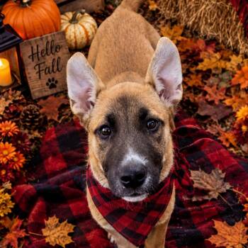 Dawn -  Shepherd Dog for Adoption in Hinesville, Georgia - Dawn | PetCurious