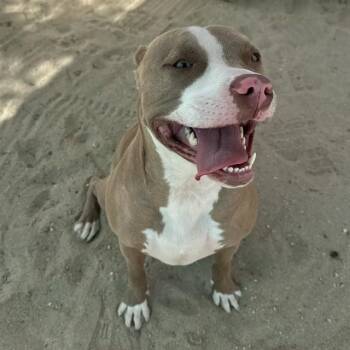 Pit Bull Terrier Dogs Available for Adoption in Thousand Palms, California - LULU | PetCurious