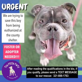 Dilbert -  American Bully Dog for Adoption in Kissimmee, Florida - Dilbert | PetCurious