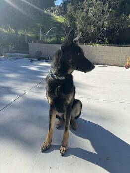 German Shepherd Dog Dogs Available for Adoption - Kingston | PetCurious