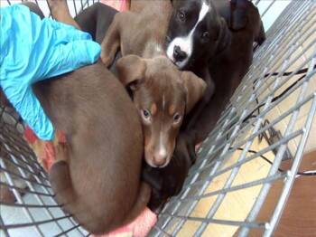 Labrador Retriever and Mixed Breed Dogs Available for Adoption in Tulsa, Oklahoma - A182496 | PetCurious