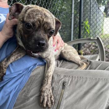 Road Runner -  Pug and Mixed Breed Dog for Adoption in Lakeland, Florida - Road Runner | PetCurious