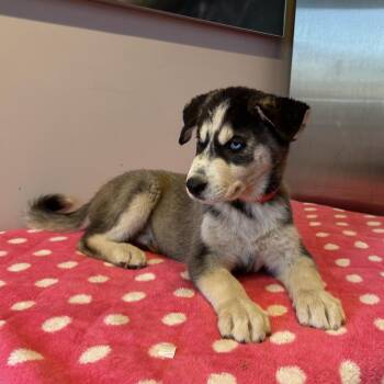 IVHS-Stray-141559 -  Siberian Husky Dog for Adoption in San Gabriel, California - IVHS-Stray-141559 | PetCurious
