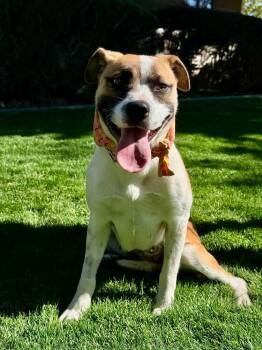 Tilly -  Pit Bull Terrier Dog for Adoption in Gardnerville, Nevada - Tilly | PetCurious