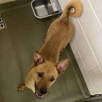 71456 -  Mixed Breed Dog for Adoption in Harrisonburg, Virginia - 71456 | PetCurious