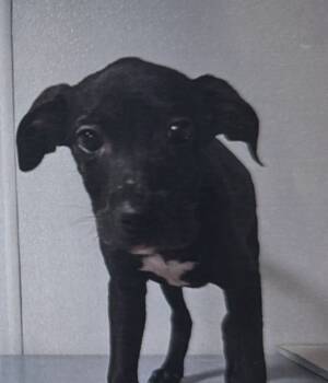 Rescue Terrier Dogs for Adoption in Fort Madison, Iowa - Za Za | PetCurious