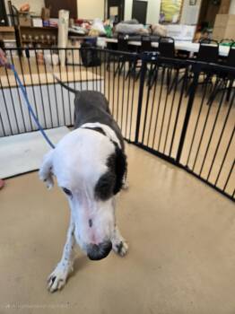 Rescue Old English Sheepdog Dogs for Adoption in Xenia, Ohio - Romeo (Coming Soon...) | PetCurious