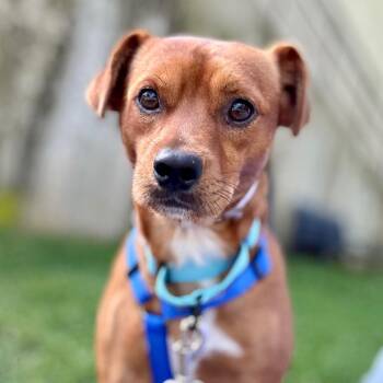Chad -  Mixed Breed Dog for Adoption in New York, New York - Chad | PetCurious