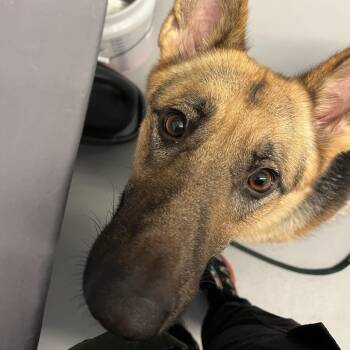 Sophie (26-360) -  German Shepherd Dog Dog for Adoption in New Ringgold, Pennsylvania - Sophie (26-360) | PetCurious