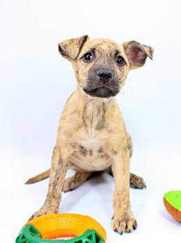 Border Collie and Mixed Breed Dogs Available for Adoption in Morton Grove, Illinois - Pineapple | PetCurious