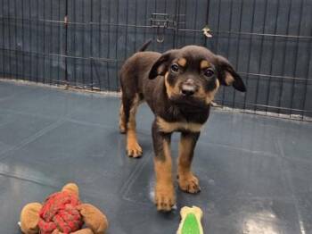 Labrador Retriever and Shepherd Dogs Available for Adoption - Fendi | PetCurious