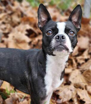 Maggie Wilson -  Boston Terrier Dog Available for Adoption in Somerset, Kentucky - Maggie Wilson | PetCurious