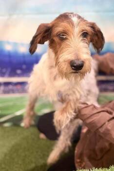Linus -  Terrier Dog for Adoption in New York, New York - Linus | PetCurious