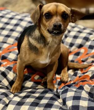 Rory -  Dachshund Dog Available for Adoption in Snyder, Texas - Rory | PetCurious