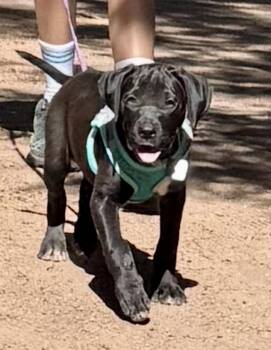 Luna the Lab Pup -  Labrador Retriever Dog for Adoption in Evergreen, Colorado - Luna The Lab Pup | PetCurious