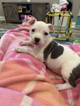 Pit Bull Terrier Dogs Available for Adoption in Newport, Kentucky - Pearl Anne | PetCurious