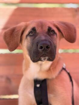 German Shepherd Dog Dogs Available for Adoption in Pleasant Hill, California - Hank | PetCurious