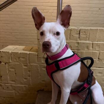Jojo -  Terrier and Mixed Breed Dog for Adoption in Rockville, Maryland - Jojo | PetCurious