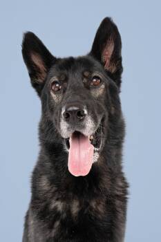 Captain -  Shepherd Dog for Adoption in Oriskany, New York - Captain | PetCurious