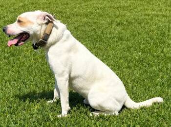 Pit Bull Terrier Dogs Available for Adoption in Campbellsville, Kentucky - Benny | PetCurious