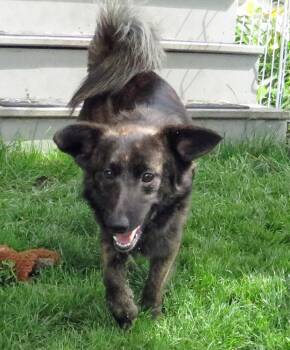 Blaze -  Dutch Shepherd and Corgi Dog for Adoption in Crown Point, Indiana - Blaze | PetCurious