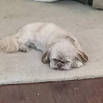 Coco -  Shih Tzu Dog for Adoption in Kansas City, Missouri - Coco | PetCurious