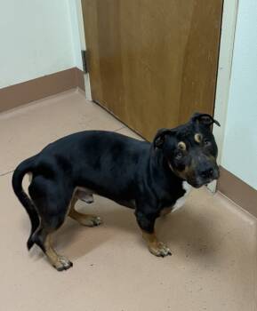 Rescue Dachshund and Pit Bull Terrier Dogs for Adoption in Kennewick, Washington - Baby Kenny | PetCurious