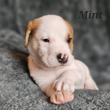 Rescue Mixed Breed Dogs for Adoption in Fairfax Station, Virginia - Mint | PetCurious