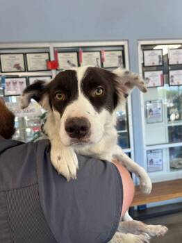 Zita -  Border Collie Dog for Adoption in Kingman, Arizona - Zita | PetCurious