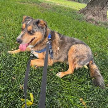 Callisto -  Australian Shepherd Dog for Adoption in Murray, Utah - Callisto | PetCurious
