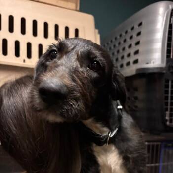 Palm -  Terrier and Mixed Breed Dog for Adoption in Lenexa, Kansas - Palm | PetCurious