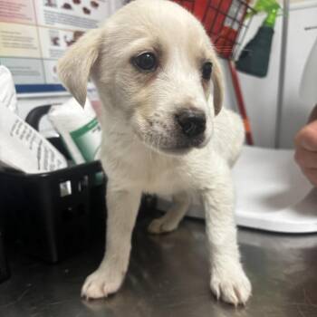 Mixed Breed Dogs Available for Adoption in Tulsa, Oklahoma - Penny | PetCurious
