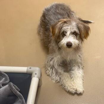 Quincy -  Australian Shepherd and Bearded Collie Dog Available for Adoption in Incline Village, Nevada - Quincy | PetCurious