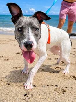 Ellie (was Panache) -  American Bulldog and Mixed Breed Dog for Adoption in North Miami Beach, Florida - Ellie (was Panache) | PetCurious