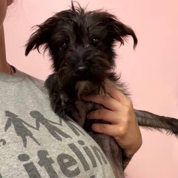 Pollo -  Miniature Schnauzer and Mixed Breed Dog for Adoption in Webster, Texas - Pollo | PetCurious